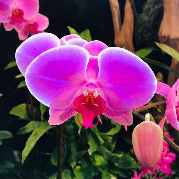 Meet your Posher, Kimmer - Picture 1 of 1